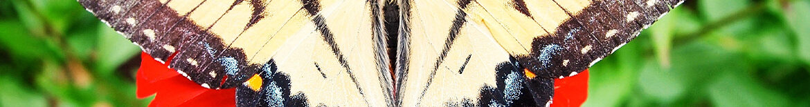 butterfly-exhibit
